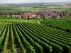 Burgundy Wine Region